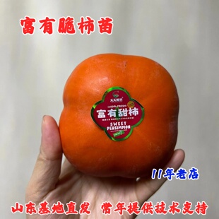 富有柿子苗嫁接无核脆甜柿子树苗南北方种植盆栽花园地栽当年结果