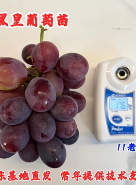 爬藤王黑皇葡萄苗抗寒黑色大果粒嫁接葡萄树苗南方北方种植果树苗