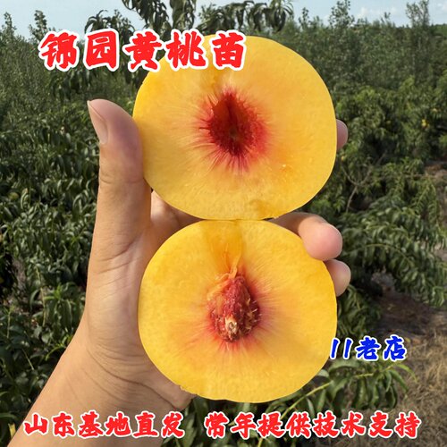 晚熟黄桃树苗嫁接锦园黄桃苗特大脆甜庭院盆栽桃树果苗南北方种植