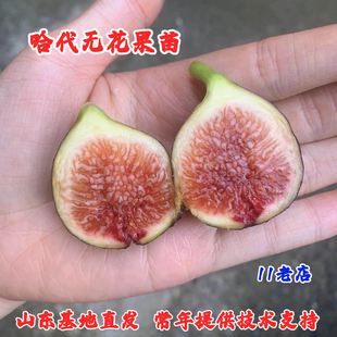 耐寒糖心无花果树苗阳台盆栽庭院地栽抗冻哈代无花果苗南北方种植