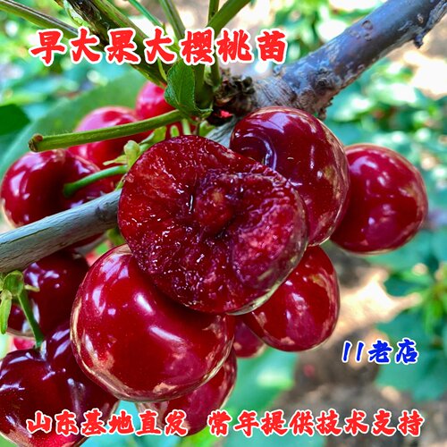 嫁接早熟樱桃树苗盆栽庭院车厘子苗酸甜早大果樱桃苗南北方种植