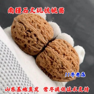 嫁接南疆石文玩核桃树苗盆栽正三角凹底狮子头麻核桃苗南北方种植