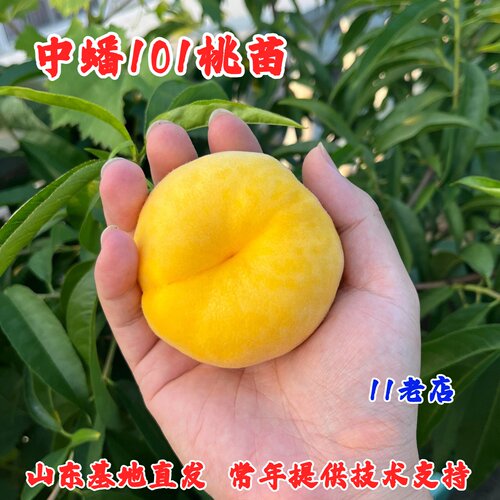 中蟠101号桃树苗黄金毛蟠桃嫁接新品种早熟南方北方种植果树盆栽