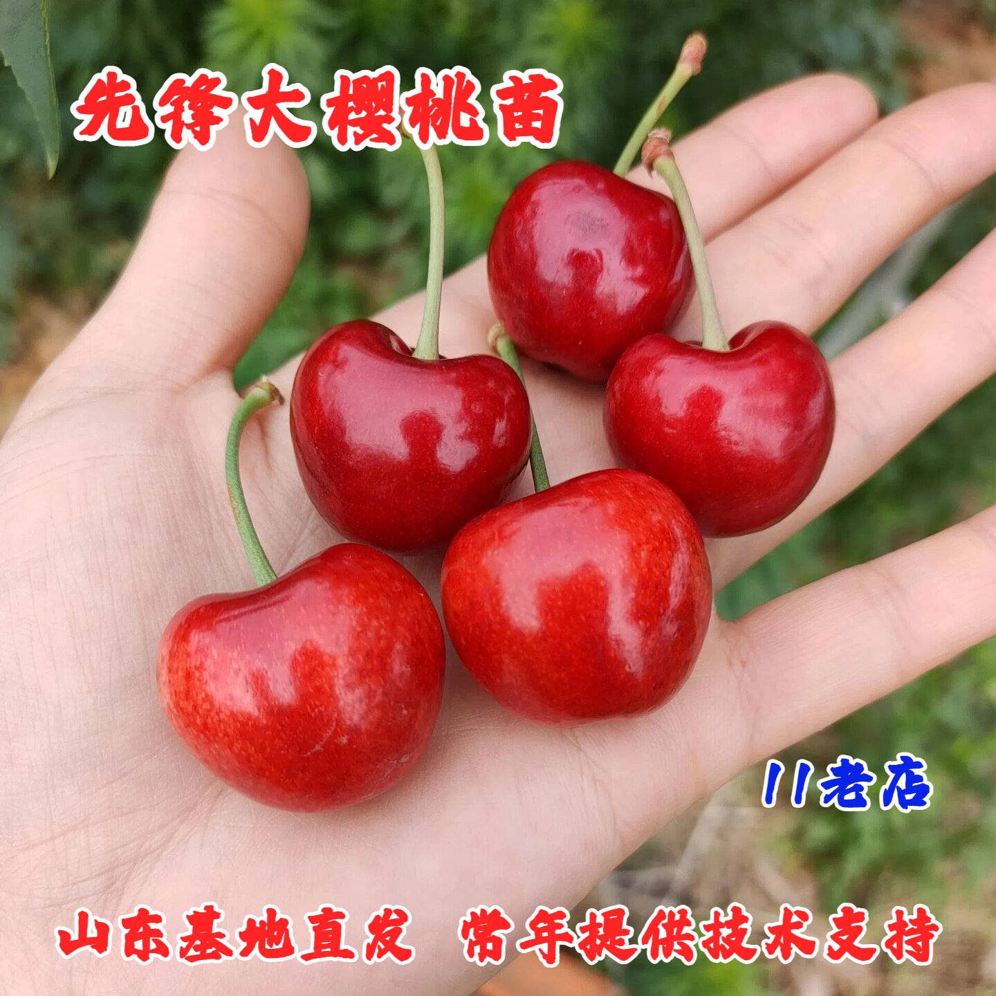 嫁接矮化车厘子树苖大樱桃苗酸甜樱桃/车厘子盆栽