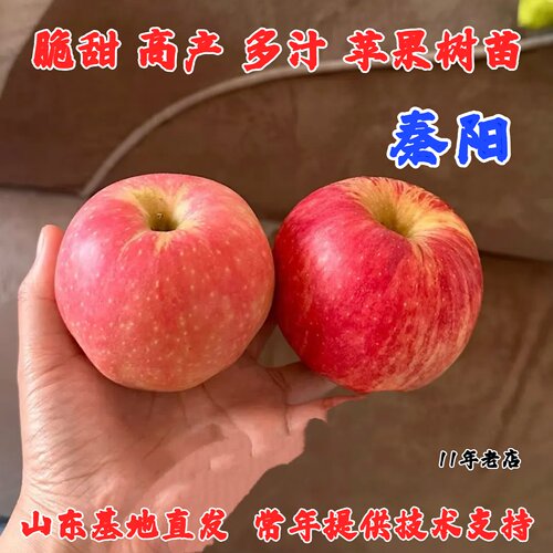 早熟7月成熟耐寒苹果树苗盆栽地栽陕西七月秦阳苹果苗南北方种植