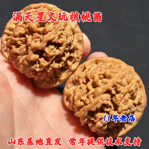 文玩桃核树苗满天星狮子头大粗筋宫灯核桃苗南方北方种植当年结果