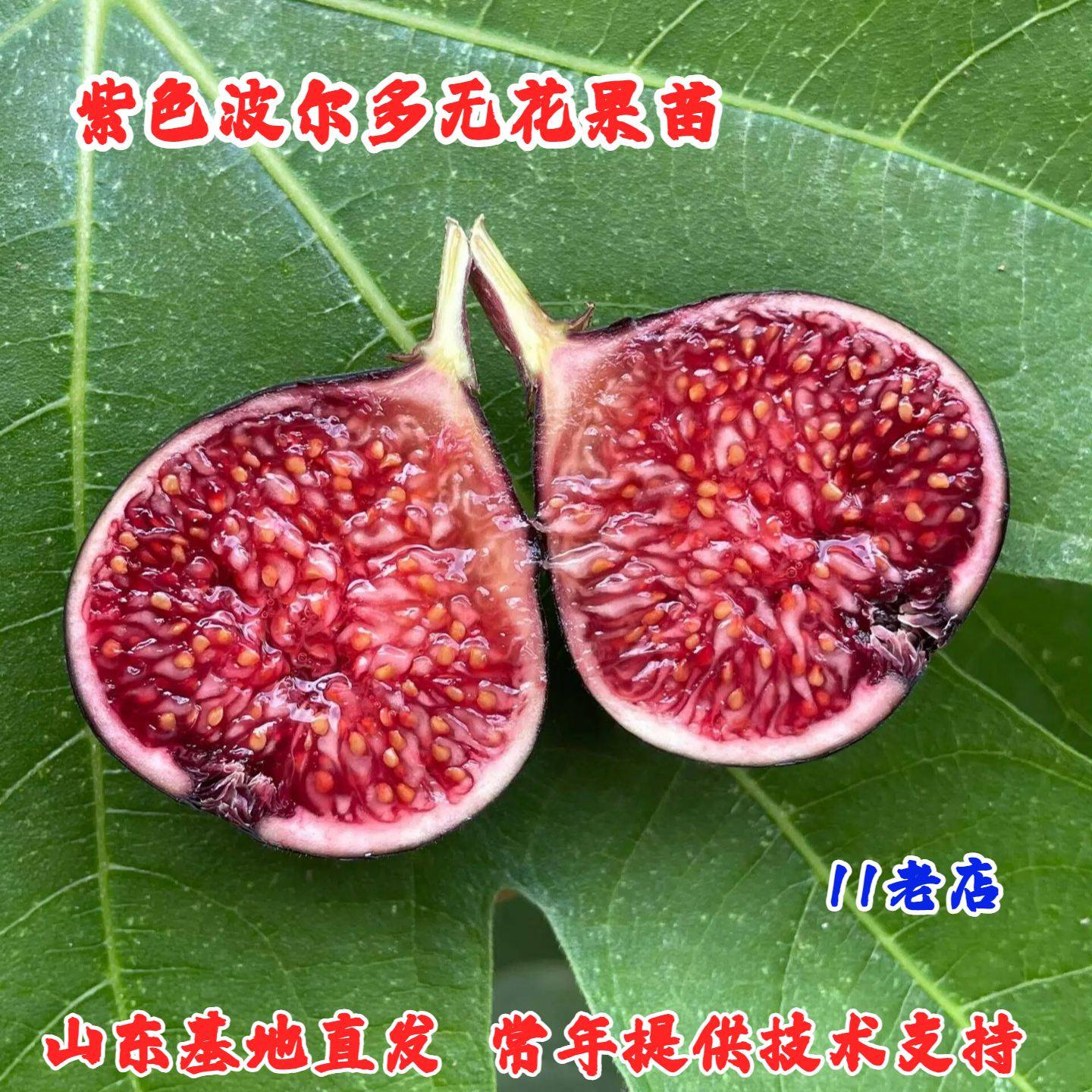 紫色波尔多无花果苗阳台室内盆栽无花果盆栽
