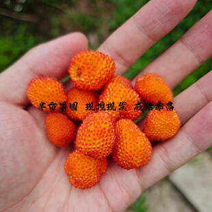 红腺悬钩子树苗原生覆盆子盆栽地栽牛奶莓果苗黄树莓苗南北方种植