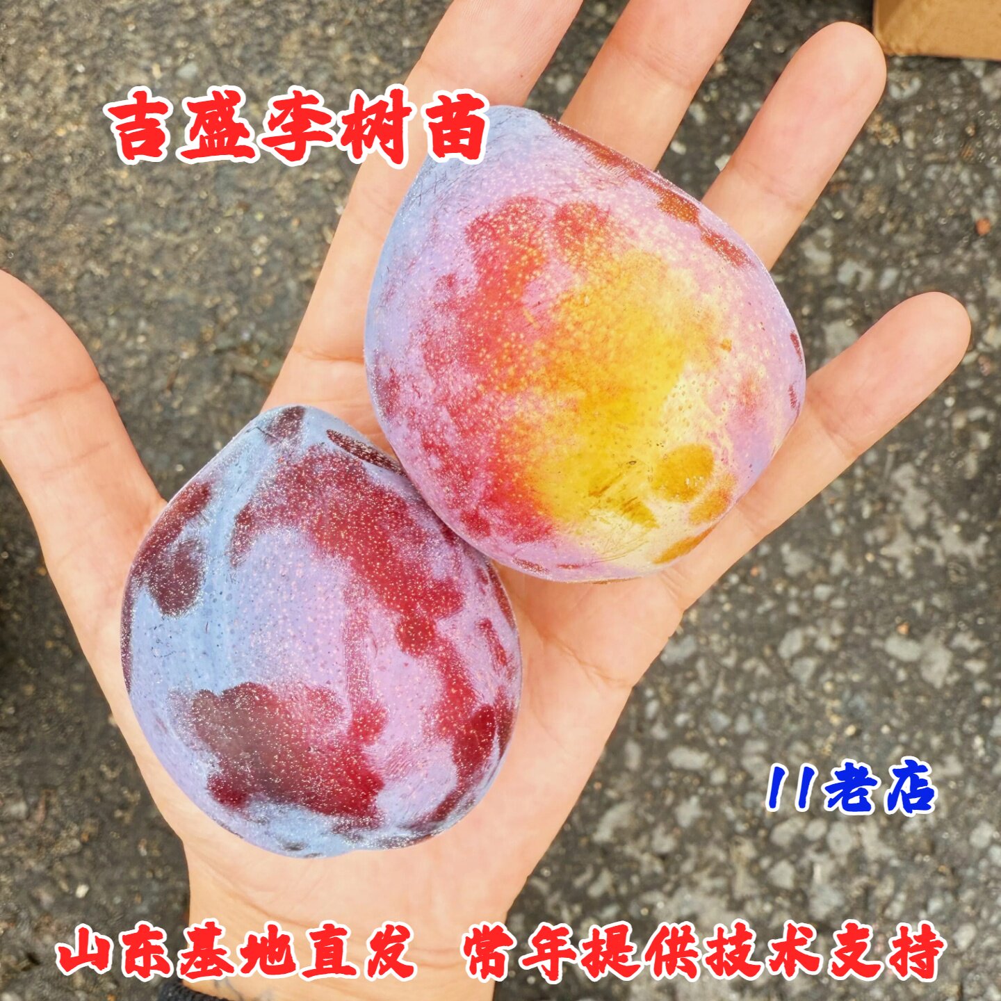 耐寒李子树苗吉盛桃形李树苗嫁接