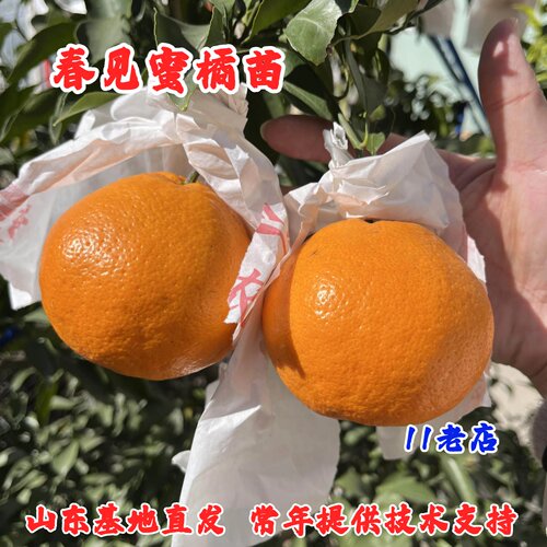 嫁接春见耙耙柑树苗盆栽地栽粑粑柑橘子树果苗柑橘蜜桔南北方种植