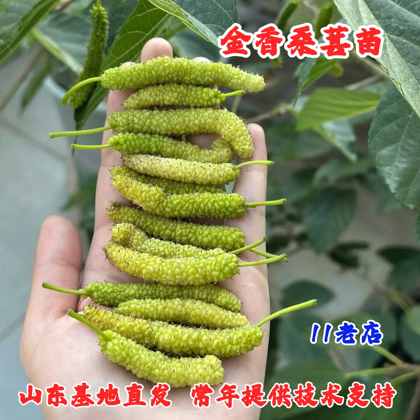 香金蜜白色长果桑香金葚桑葚树苗盆栽地栽耐寒甜桑葚苗南北方种植