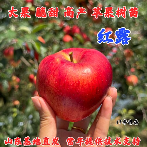 云南昭通冰糖心苹果树果苗盆栽地栽嫁接早熟红露苹果苗南北方种植