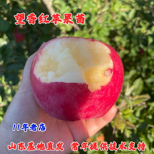 耐寒晚熟西施红苹果树苗矮化盆栽庭院嫁接望香红苹果苗南北方种植