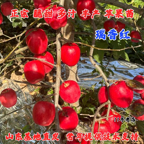 嫁接矮化瑞香红苹果树苗全红晚熟特大脆甜浓果25苹果苗南北方种植