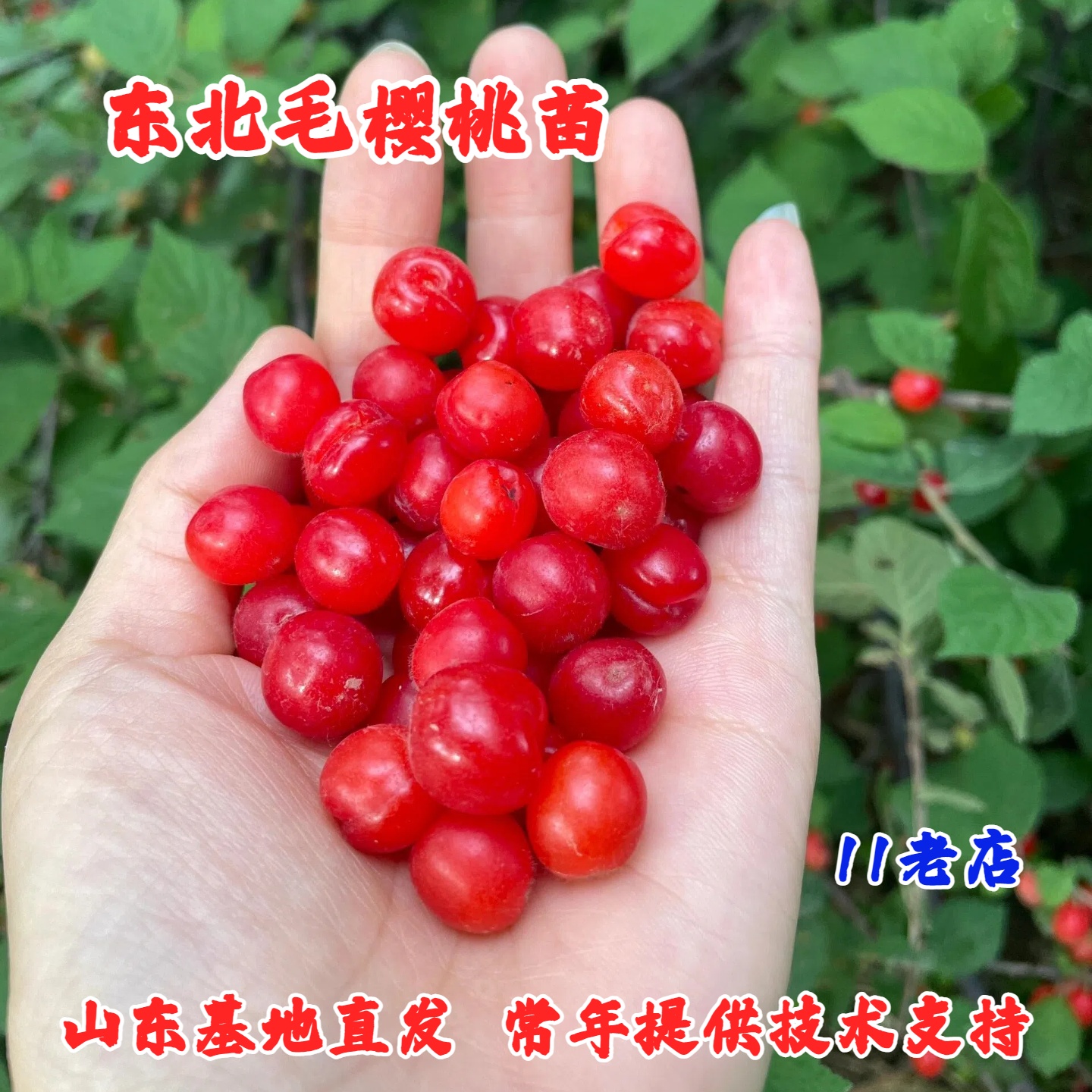 老品种毛樱桃树苖野生山樱桃树苗盆栽矮化东北小樱桃苗南北方种植