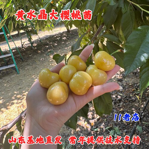 黄水晶樱桃树苗皮薄纯甜小樱桃苗黄蜜樱桃树苖盆栽地栽南北方种植