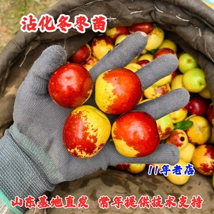 山东沾化冬枣二代树苗盆栽活苗特大嫁接脆甜冬枣苗树南方北方种植