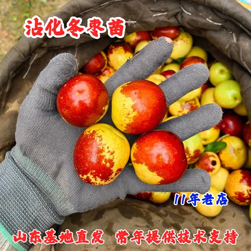 山东沾化冬枣二代树苗盆栽活苗特大嫁接脆甜冬枣苗树南方北方种植