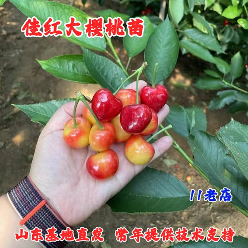 黄金车厘子树苗嫁接脆甜佳红樱桃树苗盆栽庭院樱桃苗南方北方种植
