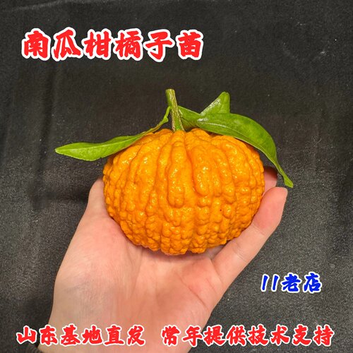 新品种南瓜柑橘子树苗纯甜无籽柑橘苗可盆栽栽北南方种植当年结果