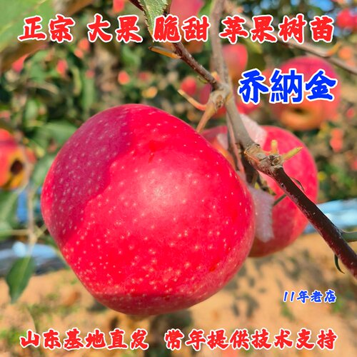 嫁接耐寒乔纳金苹果树苗盆栽地栽特大脆甜粉面苹果苗南方北方种植