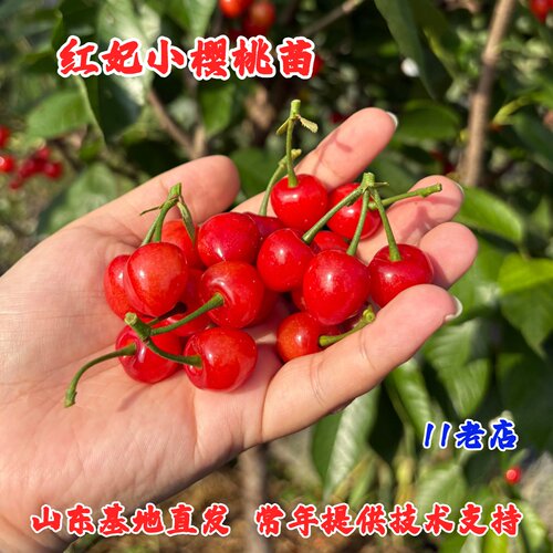红妃樱桃苗嫁接中华土樱桃树苗盆栽庭院中国小樱桃树苖南北方种植