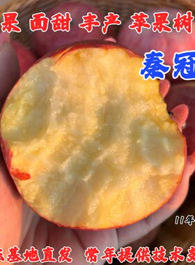 陕西秦冠粉面苹果树苗盆栽庭院地栽嫁接苹果苗南北方种植当年结果