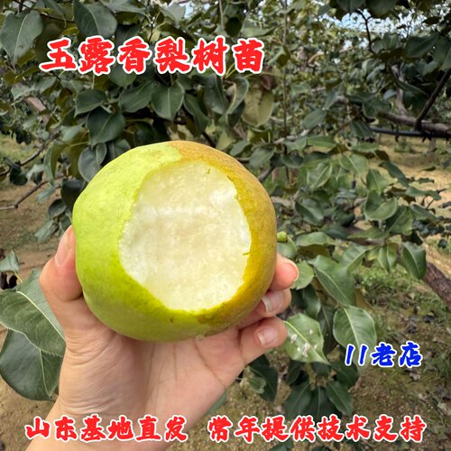 嫁接玉露香梨树果苗特大脆甜香梨树苗南方北方庭院盆栽地栽果树苗