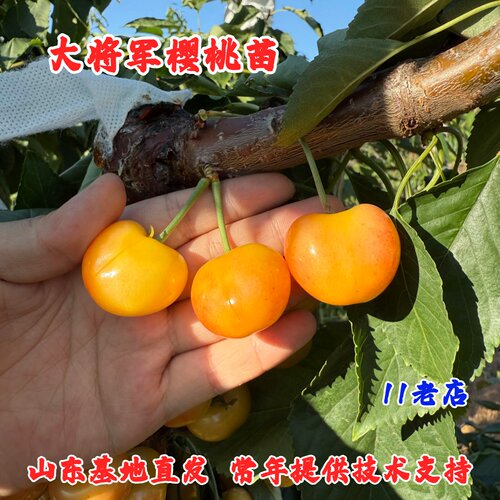 嫁接黄色大樱桃树苗大将军樱桃苗盆栽脆甜车厘子树苖南方北方种植