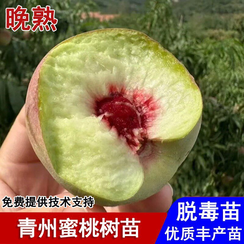 嫁接青州大蜜桃树苗晚熟11月成熟冬雪蜜桃苗盆栽庭院种植当年结果