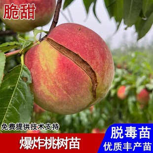 网红丑桃裂纹桃冬桃果苗桃树苗嫁接脆甜爆炸桃苗南北方种植果树苗