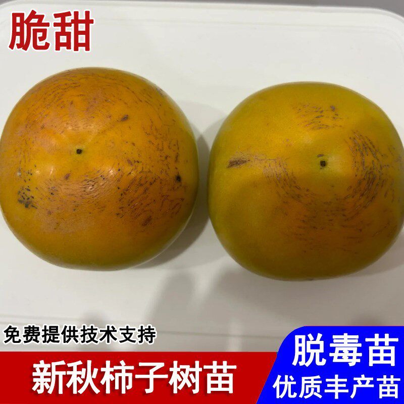 嫁接日本新秋柿子树苗耐寒自然脱涩脆甜柿子苗盆栽庭院种当年结果