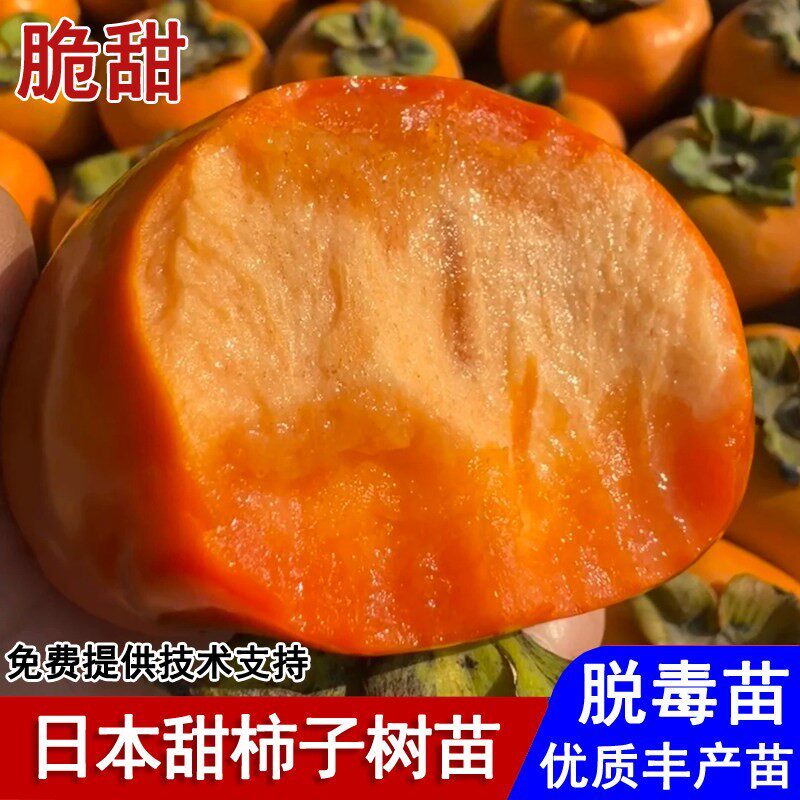 嫁接日本甜脆柿子树苗自然脱涩柿子苗盆栽庭院南北方种植当年结果