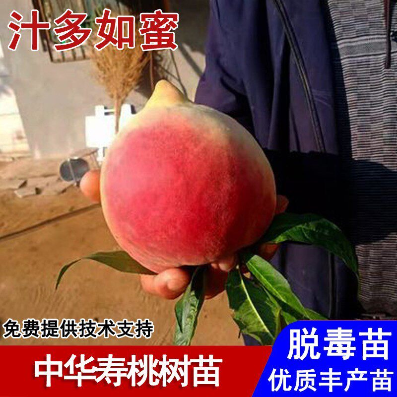 嫁接中华寿桃树苗特大晚熟巨型脆甜寿星桃苗10月庭院种植当年结果