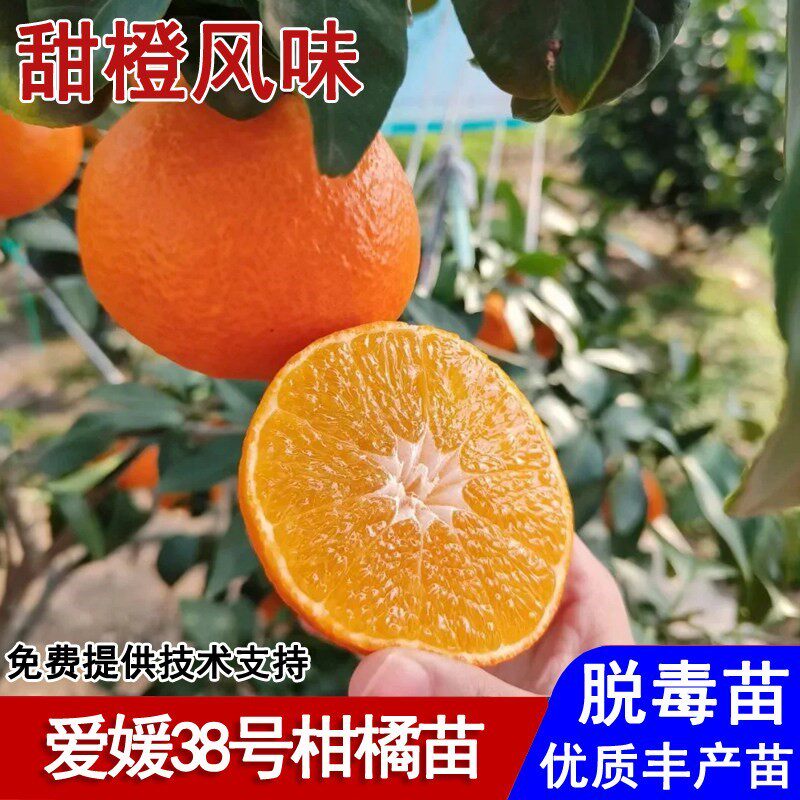 嫁接爱媛38号果冻橙树苗象山红美人柑橘苗盆栽庭院南北方当年结果