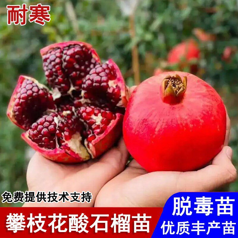攀枝花酸石榴树苗四川酸石榴苗盆栽庭院地栽南方北方种植当年结果