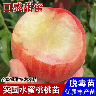 春美桃树果苗嫁接脆甜突围桃树苗中桃3号水蜜桃庭院种植当年结果