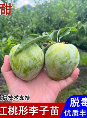 嫁接浦江桃形李子树苗特大脆甜油
