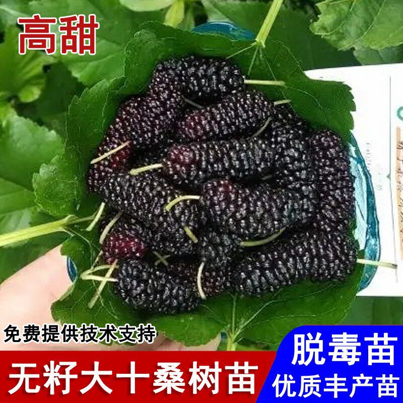 四季结果桑葚树苗耐寒无籽十大果桑苗阳台盆栽庭院南北方当年结果