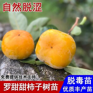嫁接罗田甜柿子树苗自然脱涩柿子苗盆栽庭院地栽南北方种当年结果