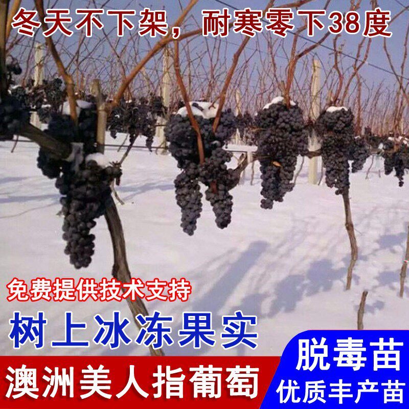 嫁接北冰红葡萄苗耐寒冰葡萄树苗爬藤山葡萄北南方种植冬天不下架