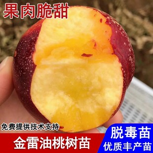 嫁接金雷油桃树苗极早熟黄肉油桃苗6月成熟盆栽庭院种植当年结果