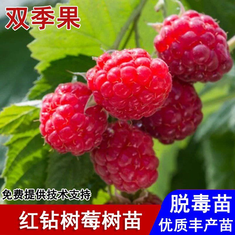 双季红钻红树莓苗玫瑰香覆盆子树苗果苗盆栽庭院地栽种植当年结果