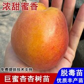 嫁接巨蜜王杏树果苗特大离核大黄杏子苗盆栽庭院地栽种植当年结果