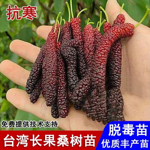 台湾长果桑树苗四季桑葚苗桑葚活