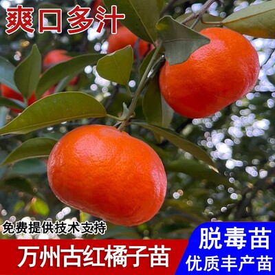 嫁接万州古红橘橘子苗砂糖橘无籽