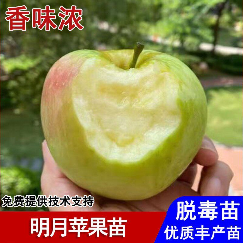 嫁接明月苹果树果苗晚熟青森水蜜桃名月苹果苗南北方种植当年结果