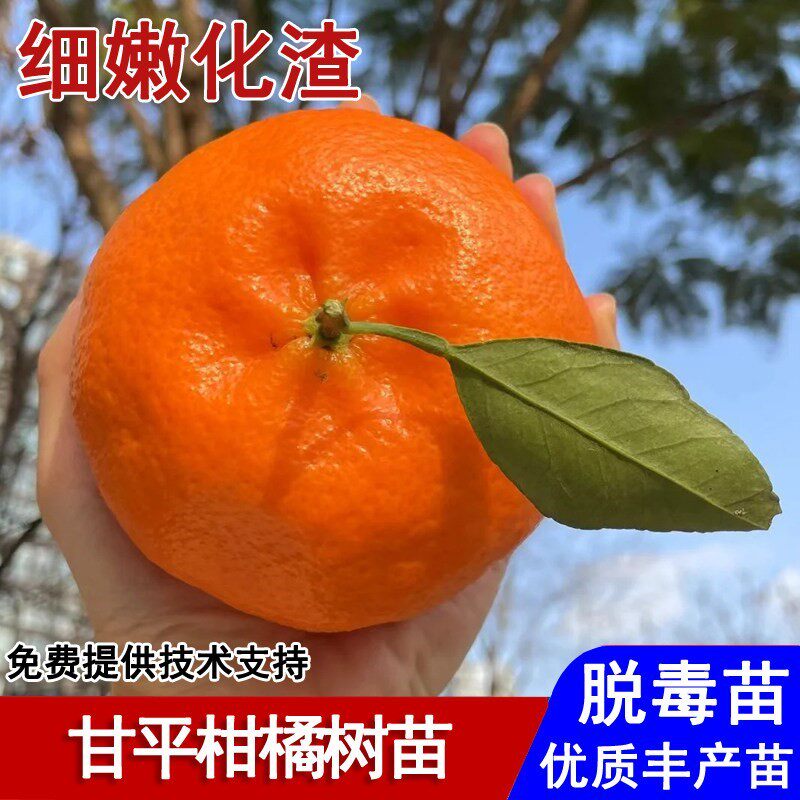 嫁接甘平柑橘苗新品种爱媛34号晚熟桔子树苗欧洲庭院种植当年结果