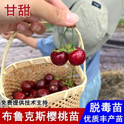 嫁接布鲁克斯车厘子树苗大果矮化
