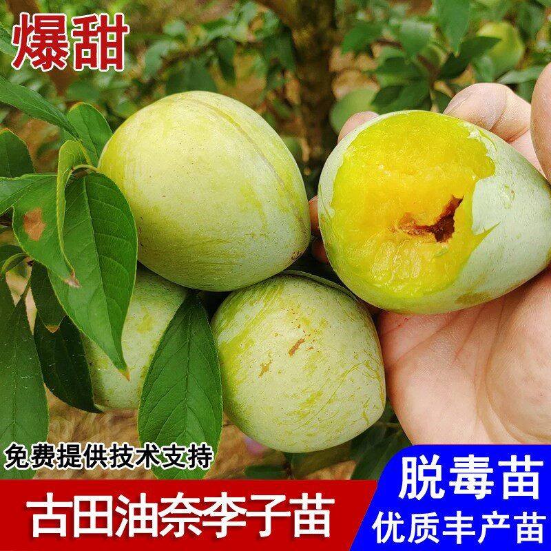 福建古田油奈李子树苗特大脆甜脱骨桃型李子苗盆栽庭院种当年结果